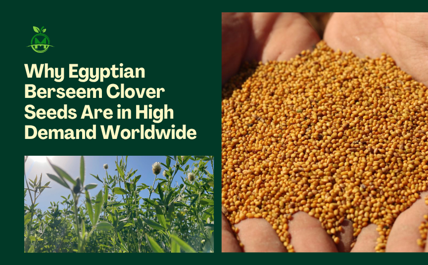 Why Egyptian Berseem Clover Seeds Are in High Demand Worldwide